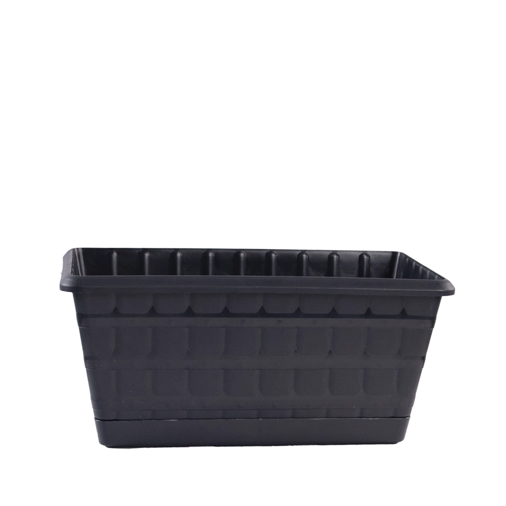 PAPATYA BALKON SAKSI 50 CM